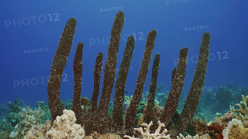 Erect Rope Sponge