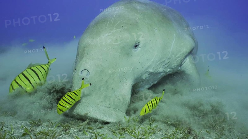 Portrait of Sea Cow
