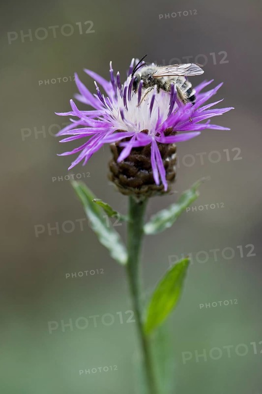 Narrow-leaved bee