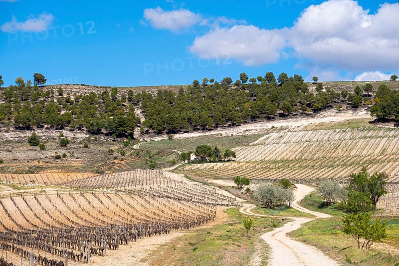 Wine landscape in the Ribera del Duero appellation of origin area in the province of Valladolid in Spain