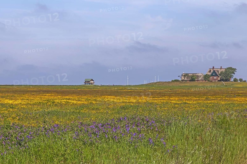 Hallig Hooge