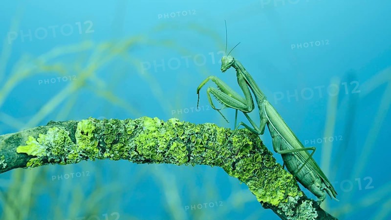 Female praying mantis walks along tree branch covered with lichen. Transcaucasian tree mantis