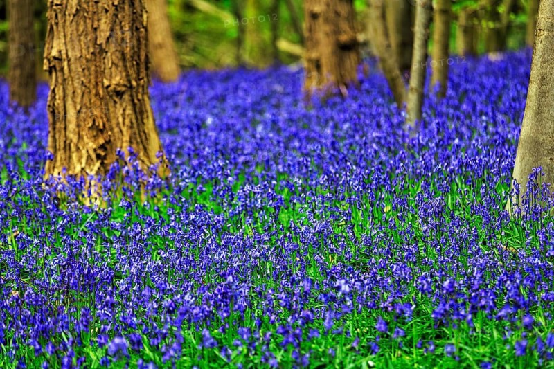 Common bluebell
