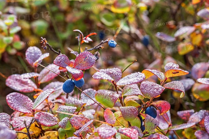 Blueberries