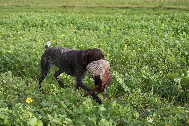 Hunting dog German Shorthair retrieves shot pheasant