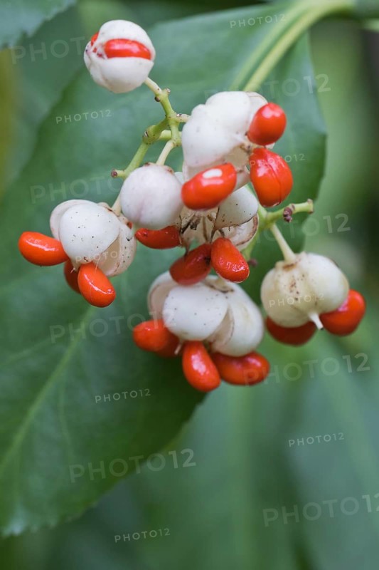 White european spindle