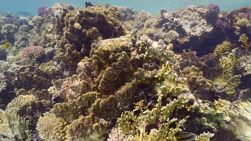 Brown algae covered hard corals. Net Fire Coral
