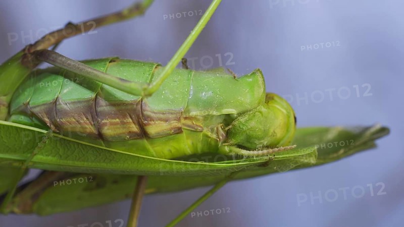 Extreme close-up of mating process of praying mantises. Couple of praying mantis mating hanging under tree branch. Transcaucasian tree mantis