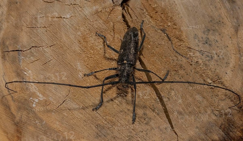 A longhorn beetle