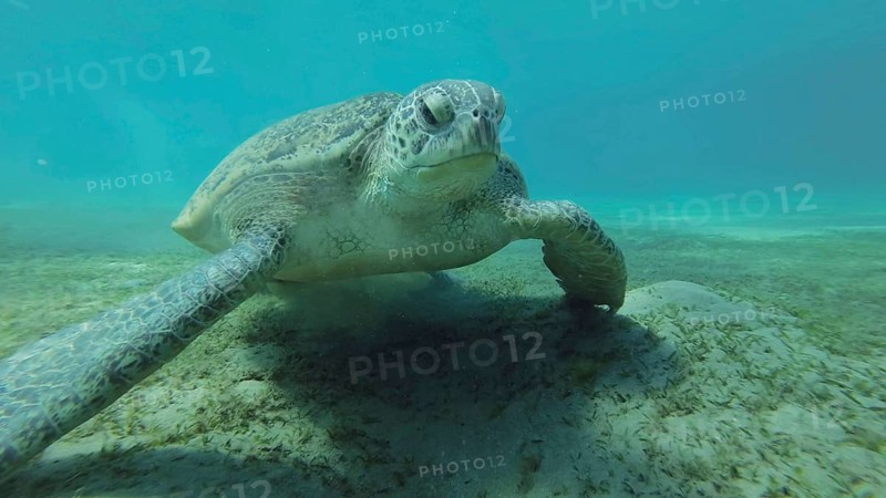 Close up of Sea turtle grazing on the seaseabed