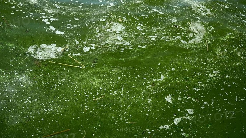 In Black Sea Blue-green algae blooms