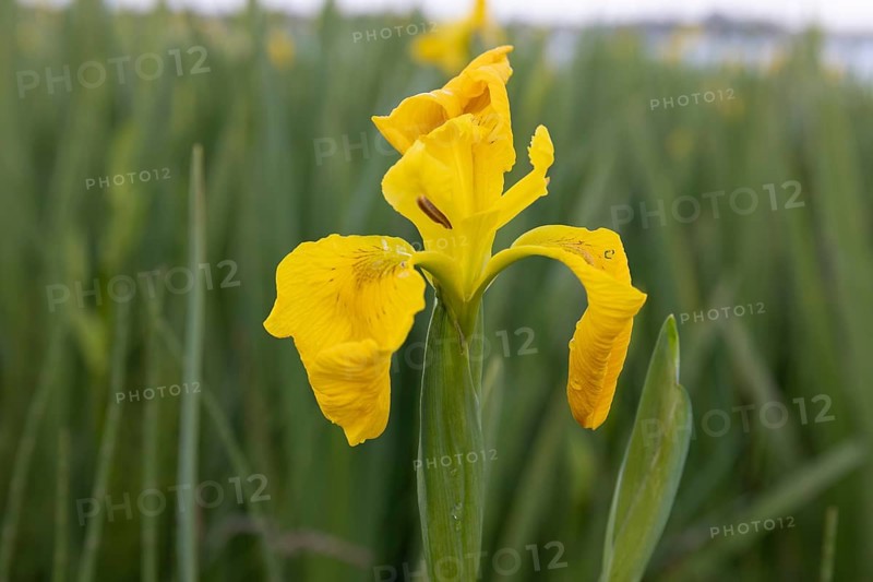 Yellow flag
