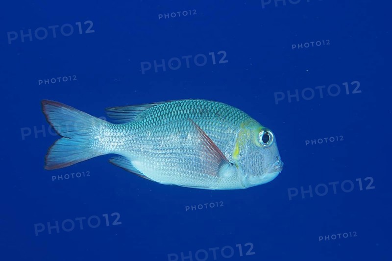 Humpnose big-eye bream