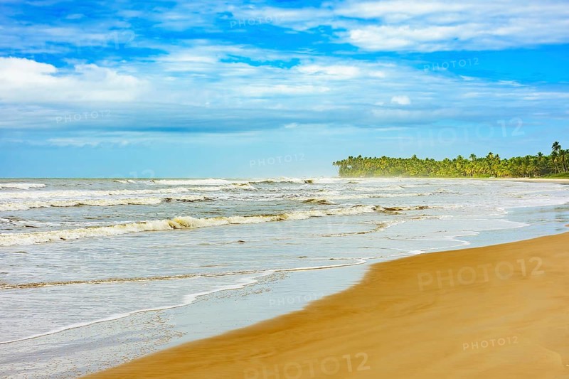 Sargi beach with coconut trees next to the sea and sand in Serra Grande on the coast of Bahia