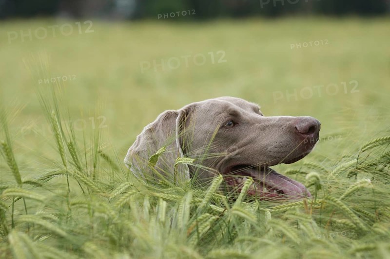 Hunting dog shorthaired Weimaraner in portrait