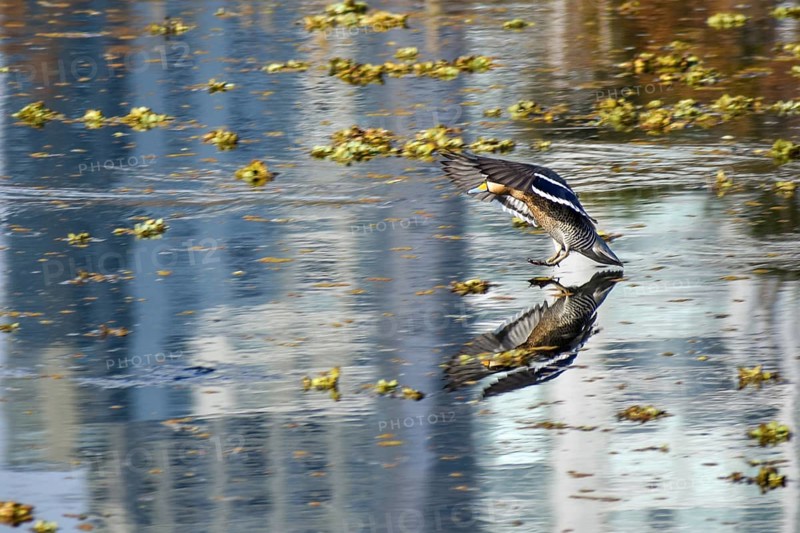 Silver teal