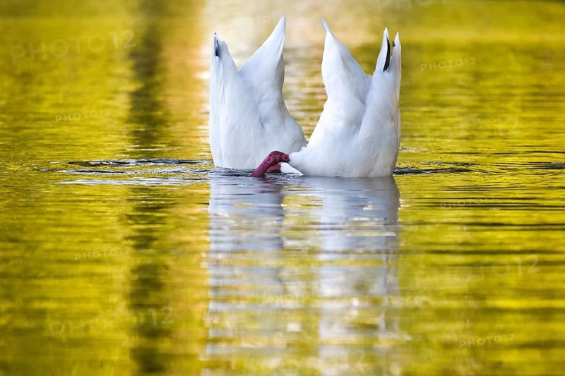 A pair of Coscoroba