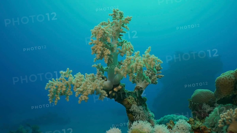 Soft coral