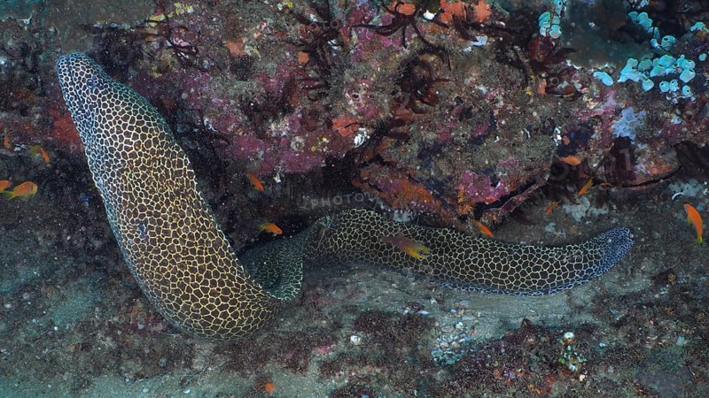 Laced moray