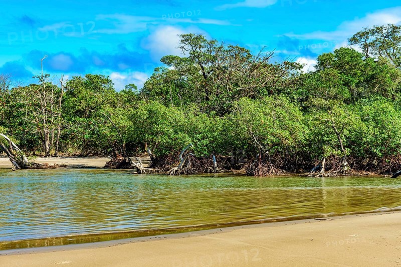 Beach and the mangrove swamp with its trees and roots sprouting from the waters where the river meets the sea in Serra Grande