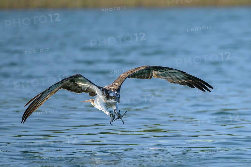 Western osprey