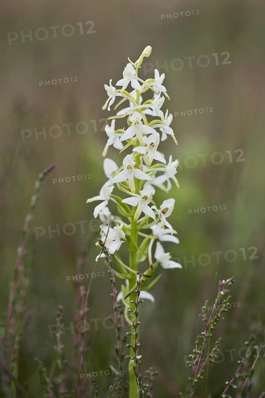 Lesser butterfly-orchid