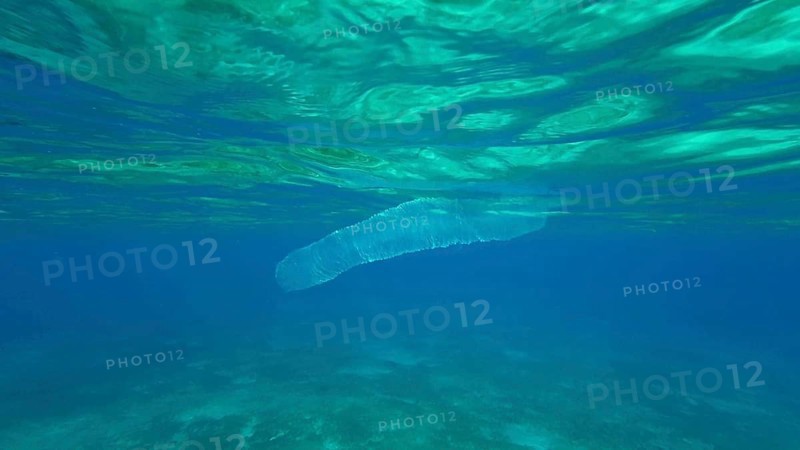 Colonial Pyrosoma Tunicates drifts under surface of blue water in sunlights. Pyrosomes