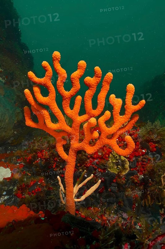 Orange sine sea fan