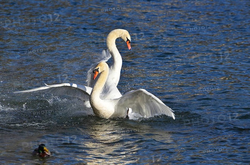Swans Playing Together on the Blue Water