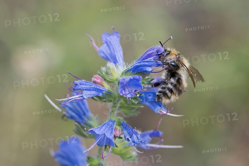 Shrill carder bee