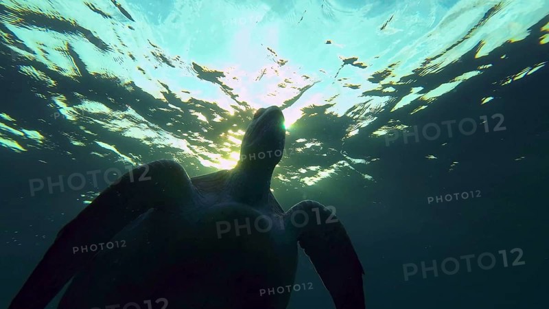 Silhouette of Green Sea Turtle