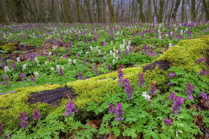 Hollow larkspur