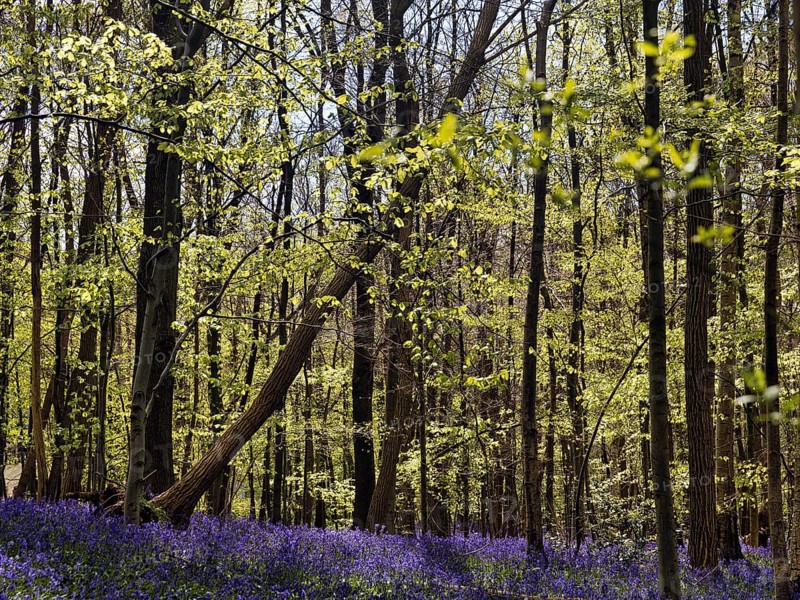 Common bluebell