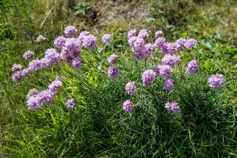 Sea thrift