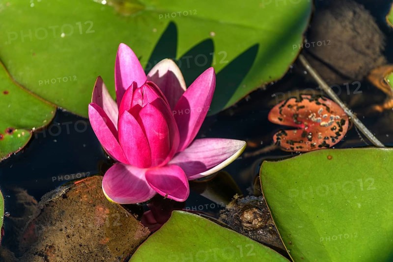 Pink water lily star flower in an artificial pond. Jardin des deux rives