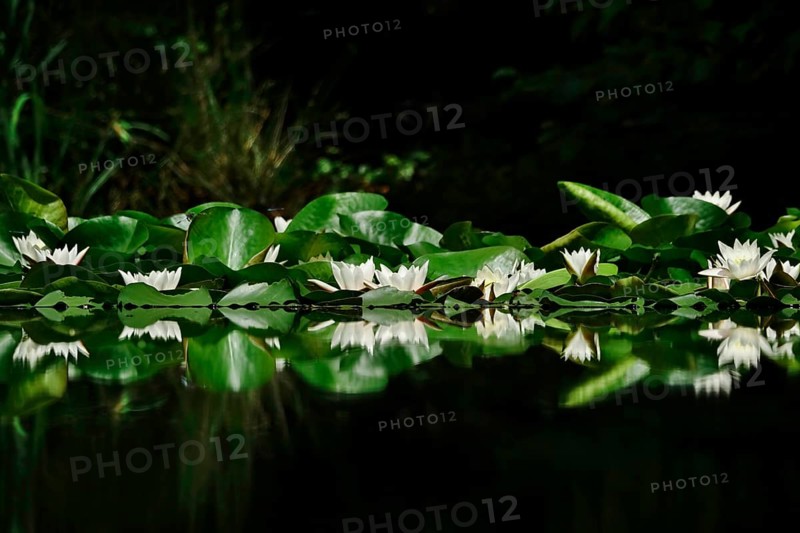 Picturesque white water lilies