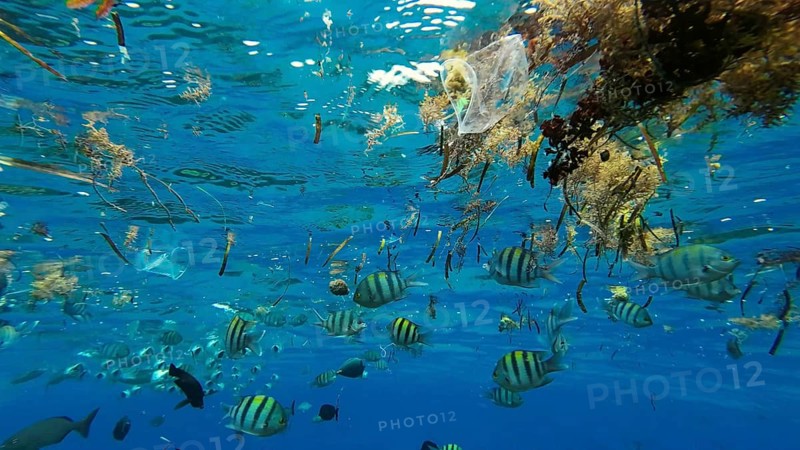 Plastic debris drifts along with scraps of algae on surface of water above the coral reef