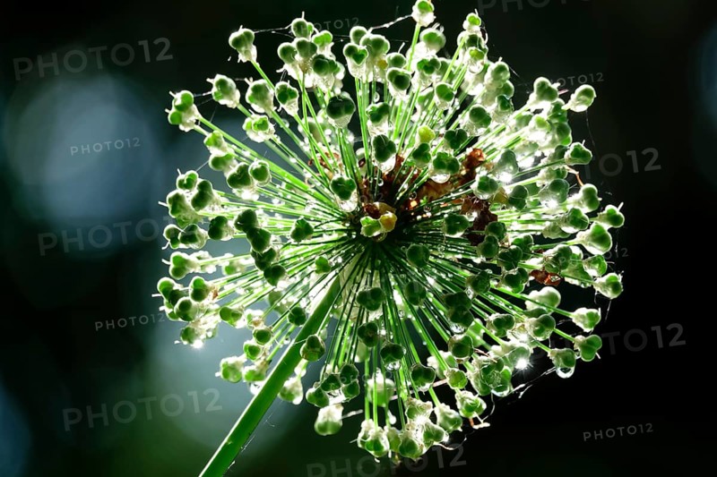 Ornamental garlic