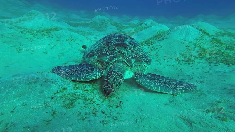 Sea turtle grazing on the seaseabed