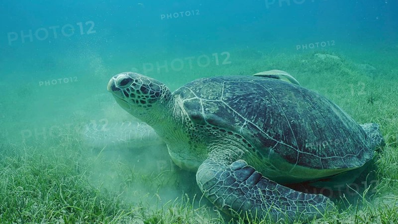 Great Green Sea Turtle