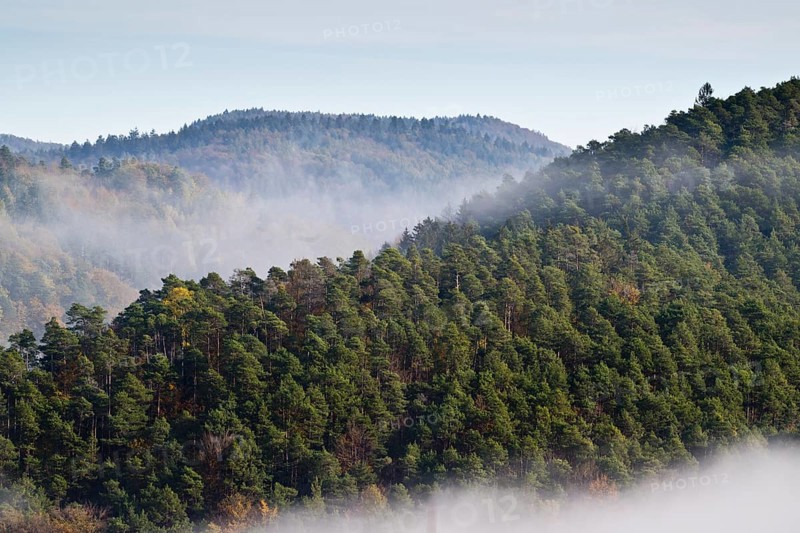 Fog on the slopes of the Palatinate Forest