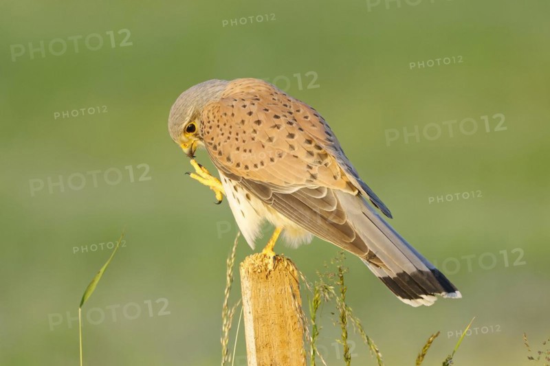 Common kestrel