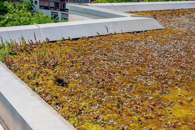 Flat roof with reflexed stonecrop