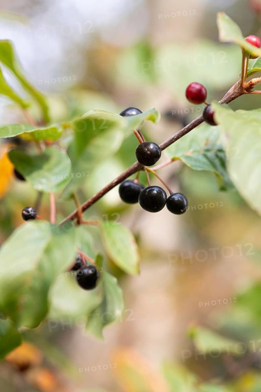 Alder buckthorn