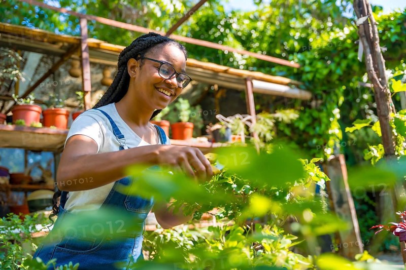 Black ethnic woman with braids gardener working in the nursery in the greenhouse happy cutting the bonsai