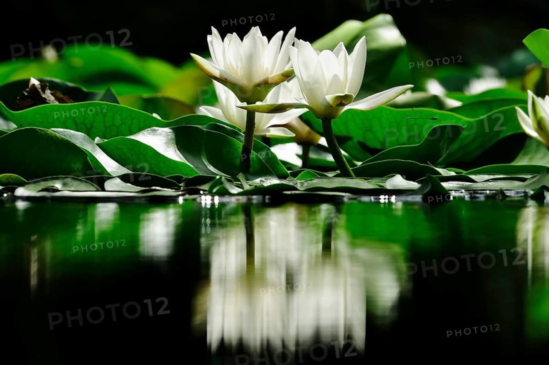 Picturesque white water lilies