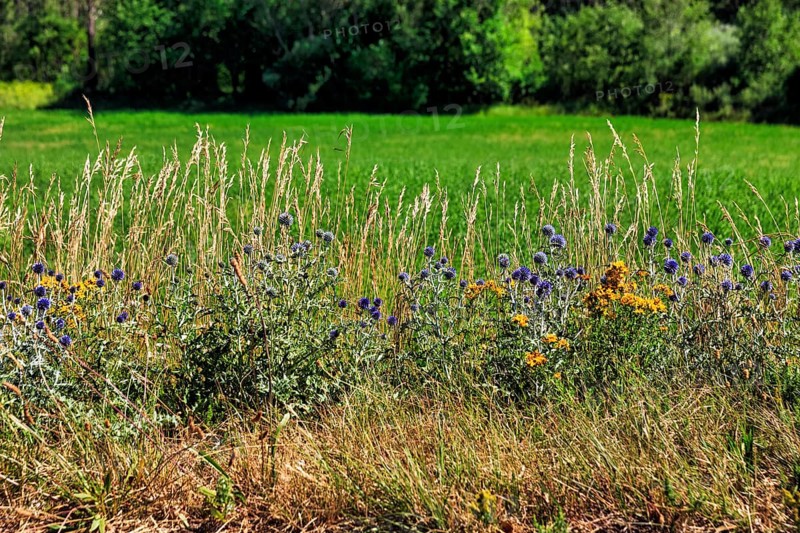 Ball thistles and grasses at the edge of the field