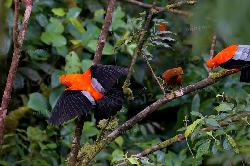 Male and female Andean cock-of-the-rock