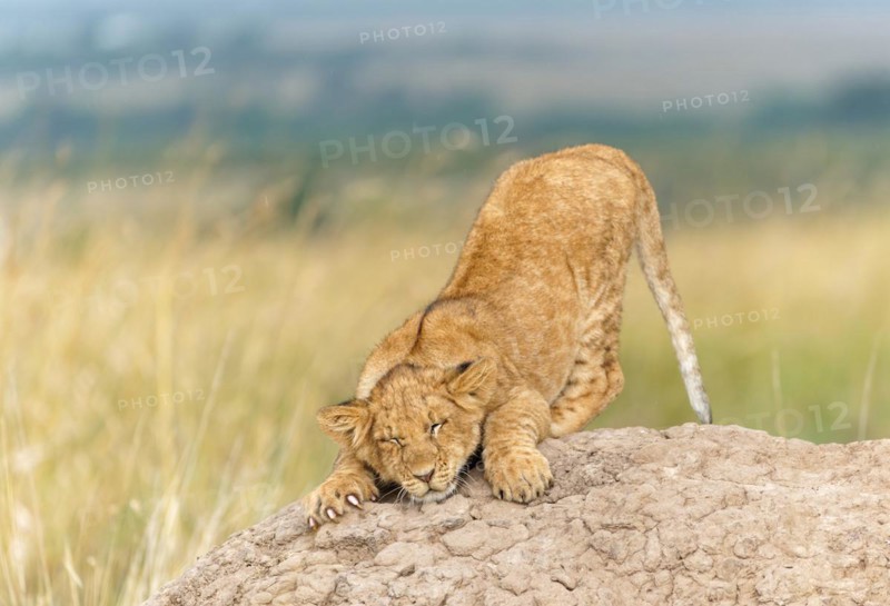 Young lion
