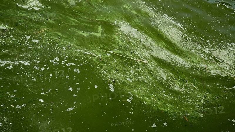 In Black Sea Blue-green algae blooms